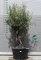 OLAJFA BONSAI HOJIBLANCA B502- OLEA EUROPAEA
