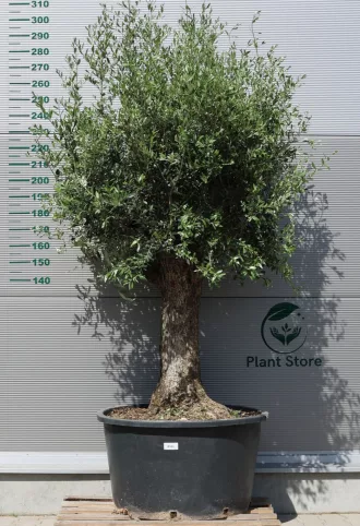 OLAJFA BONSAI HOJIBLANCA B503- OLEA EUROPAEA