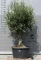 OLAJFA BONSAI HOJIBLANCA B503- OLEA EUROPAEA