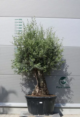 OLAJFA BONSAI HOJIBLANCA B504- OLEA EUROPAEA