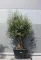 OLAJFA BONSAI HOJIBLANCA B504- OLEA EUROPAEA