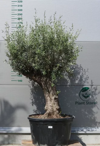 OLAJFA BONSAI HOJIBLANCA B505- OLEA EUROPAEA