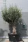 OLAJFA BONSAI HOJIBLANCA B505- OLEA EUROPAEA