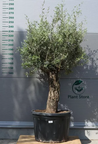 OLAJFA BONSAI HOJIBLANCA B506- OLEA EUROPAEA