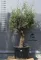 OLAJFA BONSAI HOJIBLANCA B506- OLEA EUROPAEA