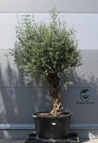 OLAJFA BONSAI HOJIBLANCA B507- OLEA EUROPAEA