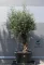 OLAJFA BONSAI HOJIBLANCA B507- OLEA EUROPAEA