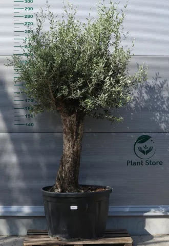 OLAJFA BONSAI HOJIBLANCA B508- OLEA EUROPAEA