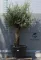 OLAJFA BONSAI HOJIBLANCA B508- OLEA EUROPAEA