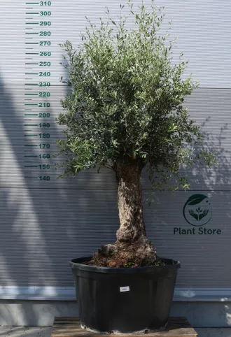 OLAJFA BONSAI HOJIBLANCA B509- OLEA EUROPAEA