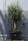 OLAJFA BONSAI HOJIBLANCA B509- OLEA EUROPAEA