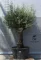 OLAJFA BONSAI HOJIBLANCA B510- OLEA EUROPAEA