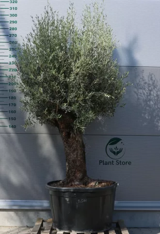 OLAJFA BONSAI HOJIBLANCA B511- OLEA EUROPAEA