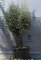OLAJFA BONSAI HOJIBLANCA B511- OLEA EUROPAEA