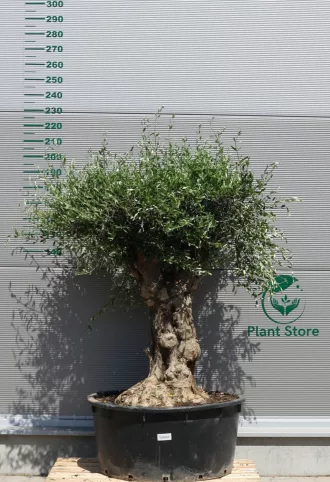 OLAJFA TORTUGA GALEGA TOR502- OLEA EUROPAEA