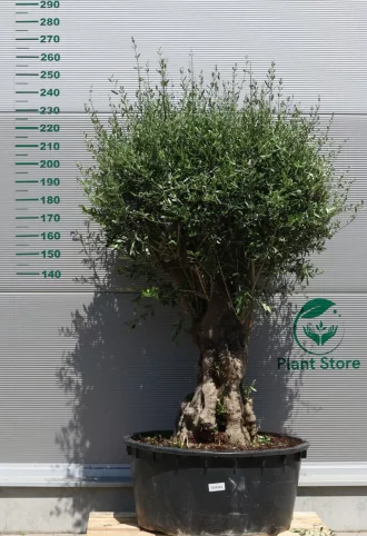 OLAJFA TORTUGA GALEGA TOR504- OLEA EUROPAEA