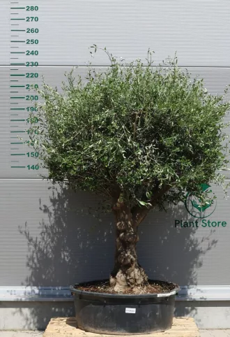 OLAJFA FTOR502- OLEA EUROPAEA