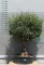OLAJFA FTOR502- OLEA EUROPAEA