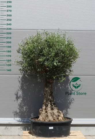 OLAJFA FTOR505- OLEA EUROPAEA