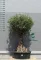 OLAJFA FTOR505- OLEA EUROPAEA