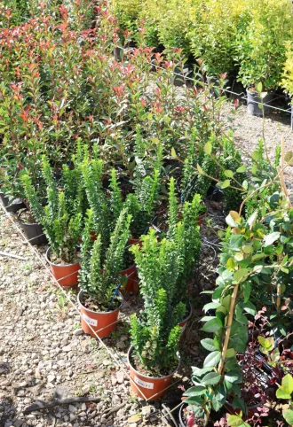   OSZLOPOS KECSKERÁGÓ BENKOMASAKI 3L-EUONYMUS JAPONICUS BENKOMASAKI