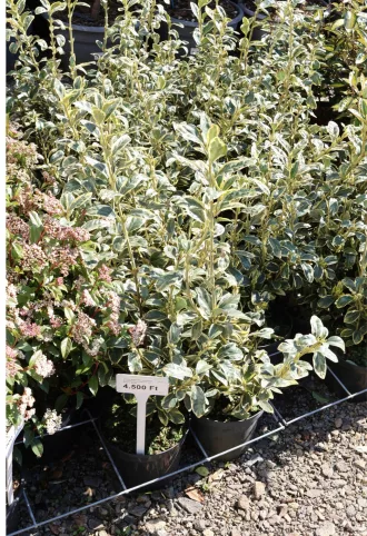 TARKA JAPÁN KECSKERÁGÓ 3L-EUONYMUS JAPONICUS BRAVO BUSH