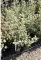 TARKA JAPÁN KECSKERÁGÓ 3L-EUONYMUS JAPONICUS BRAVO BUSH