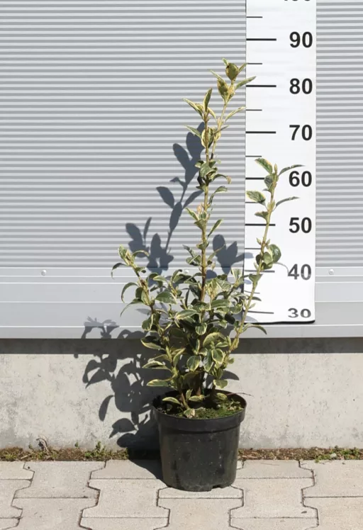 TARKA JAPÁN KECSKERÁGÓ 3L-EUONYMUS JAPONICUS BRAVO BUSH