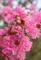 KÍNAI SELYEMMIRTUSZ 1/4 STANDARD-LAGERSTROEMIA INDICA IN VARIETA 1/4 STANDARD
