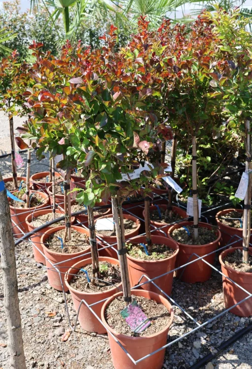 KÍNAI SELYEMMIRTUSZ 1/4 STANDARD-LAGERSTROEMIA INDICA IN VARIETA 1/4 STANDARD