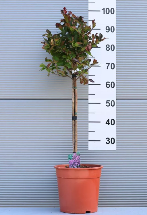 KÍNAI SELYEMMIRTUSZ 1/4 STANDARD-LAGERSTROEMIA INDICA IN VARIETA 1/4 STANDARD