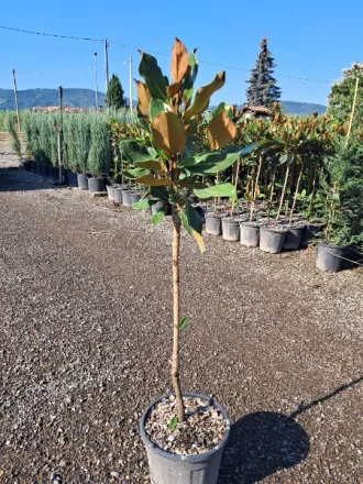   ÖRÖKZÖLD MAGNÓLIA TÖRZSES 1/4-MAGNOLIA GRANDIFLORA LITTLE GEM 1/4 STANDARD