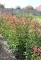 KORALLBERKENYE RED ROBIN BOKOR 3L-PHOTINIA FRASERI RED ROBIN