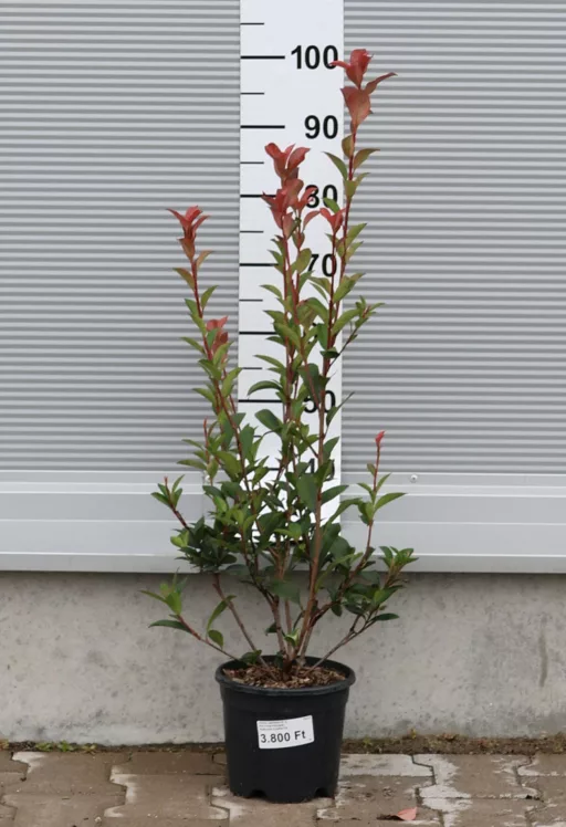 KORALLBERKENYE RED ROBIN BOKOR 3L-PHOTINIA FRASERI RED ROBIN
