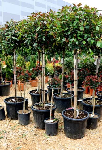   KORALLBERKENYE  RED ROBIN TÖRZSES 1/2-PHOTINIA FRASERI RED ROBIN 1/2 STANDARD