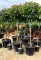 KORALLBERKENYE  RED ROBIN TÖRZSES 1/2-PHOTINIA FRASERI RED ROBIN 1/2 STANDARD