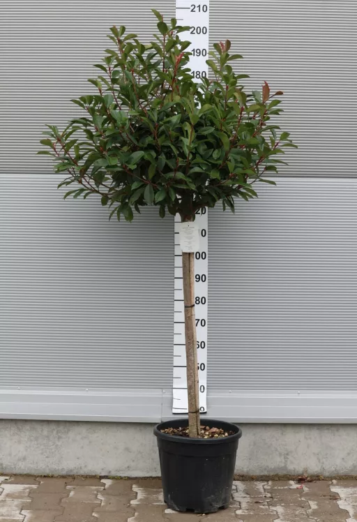 KORALLBERKENYE  RED ROBIN TÖRZSES 1/2-PHOTINIA FRASERI RED ROBIN 1/2 STANDARD