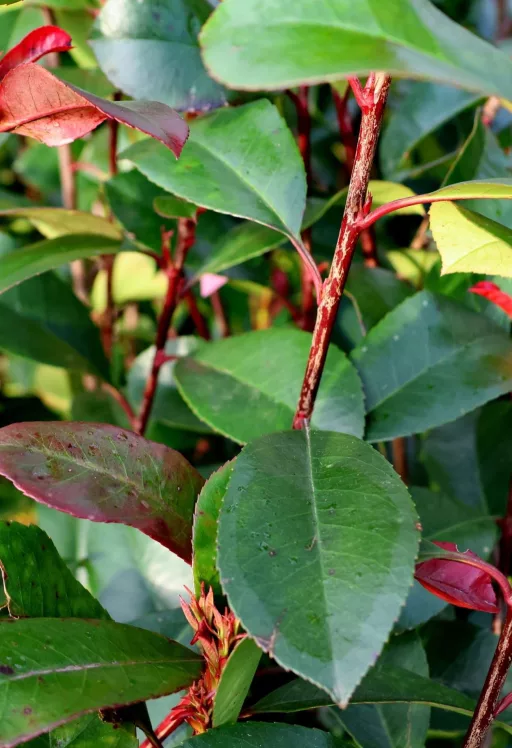 KORALLBERKENYE  RED ROBIN TÖRZSES 1/2-PHOTINIA FRASERI RED ROBIN 1/2 STANDARD