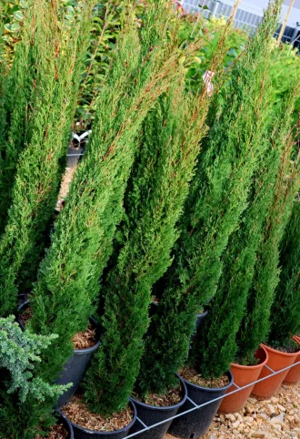 EURÓPAI CIPRUS TOTEM-CUPRESSUS SEMPERVIRENS TOTEM BUSH