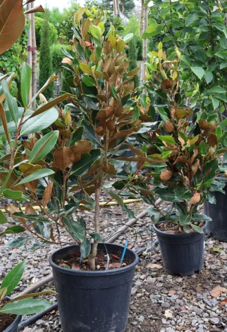 ÖRÖKZÖLD MAGNÓLIA-MAGNOLIA GRANDIFLORA LITTLE GEM CLT 18