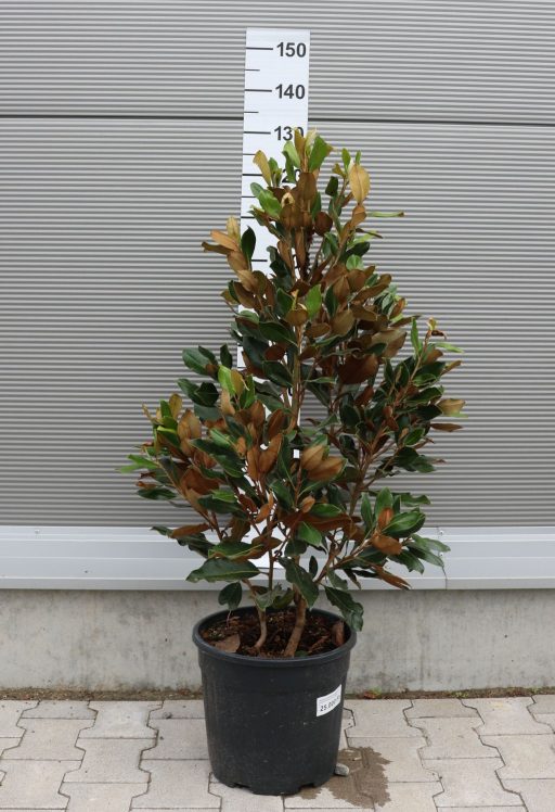 ÖRÖKZÖLD MAGNÓLIA-MAGNOLIA GRANDIFLORA LITTLE GEM CLT 18