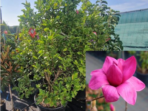 LILIOMFA VULCAN-MAGNOLIA VULCAN