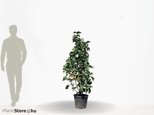 LILIOMFA VULCAN-MAGNOLIA VULCAN