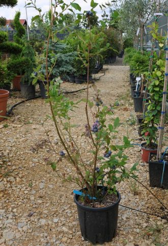 FÜRTÖS KÉK ÁFONYA- VACCINIUM CORYMBOSUM (MIRTILLO) BUSH