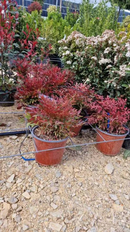 JAPÁN SZENTFA-NANDINA DOMESTICA OBSESSED(R) BUSH