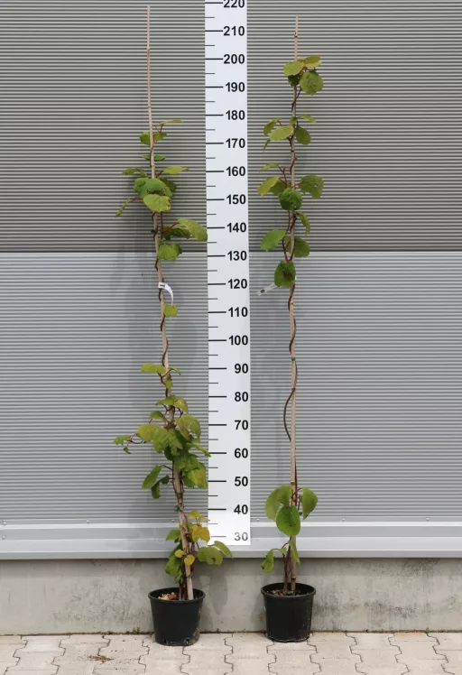 TERMŐ KIVI-ACTINIDIA CHINENSIS [F-M] CLIMBING