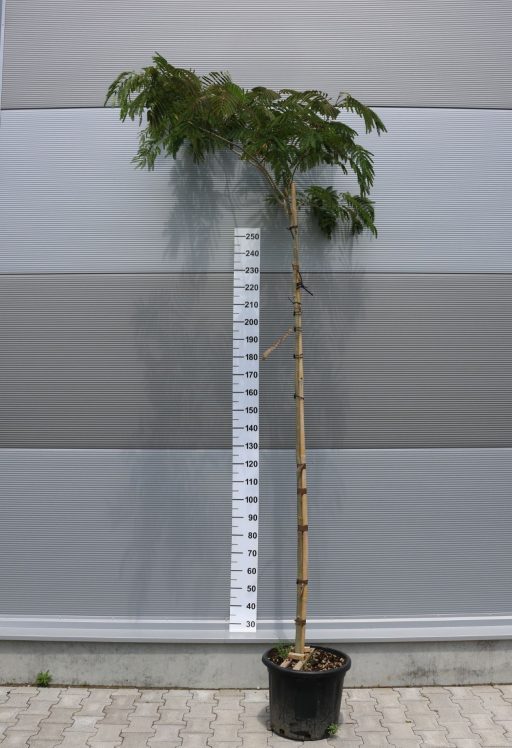 SELYEMAKÁC-ALBIZIA JULIBRISSIN OMBRELLA