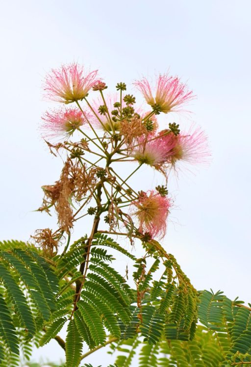SELYEMAKÁC-ALBIZIA JULIBRISSIN OMBRELLA