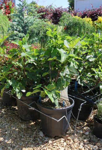 FÜGE- FICUS CARICA [FICO] BUSH