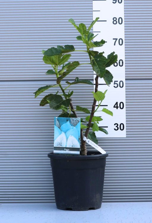 FÜGE- FICUS CARICA [FICO] BUSH